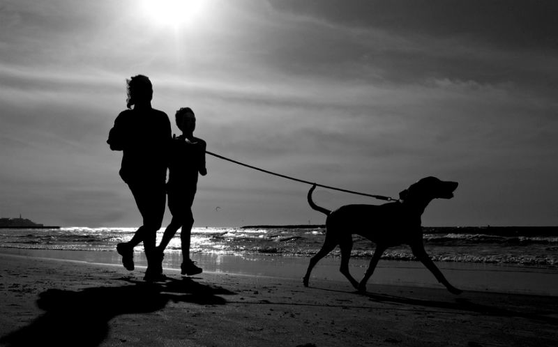 夕暮れのビーチを犬とともに散歩するカップル